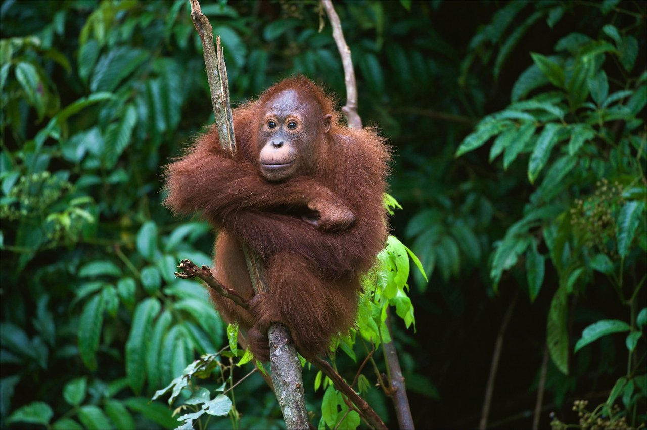 The Best Of Borneo's Wildlife